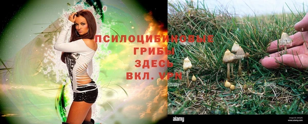 стаф Волосово